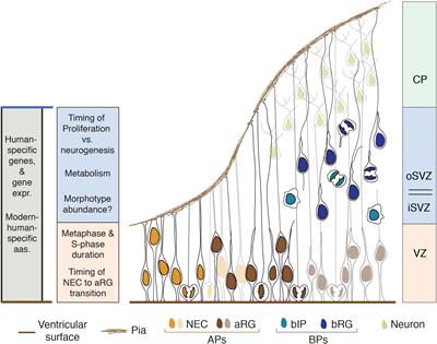 What Are the Human-Specific Aspects of Neocortex Development?